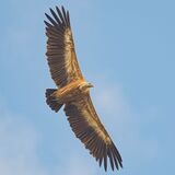 Griffon