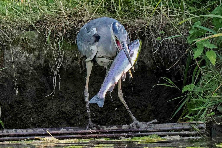 Heron