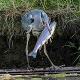 Heron