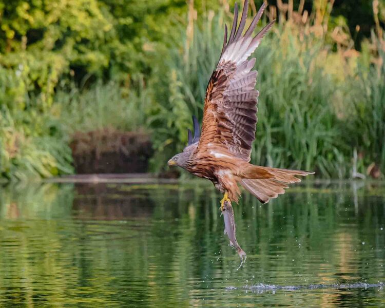 Red Kite