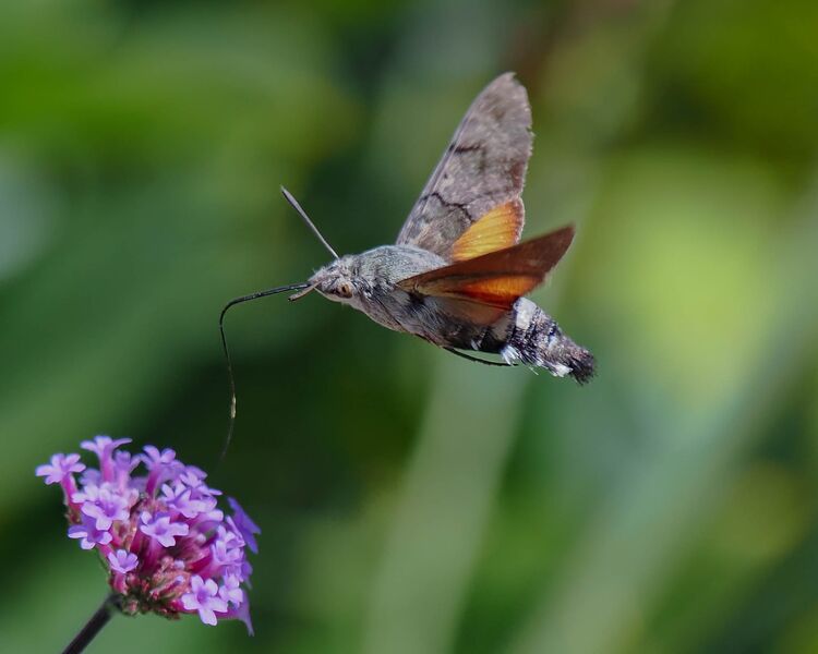 Humming bird Hawkmoth