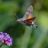 Humming bird Hawkmoth