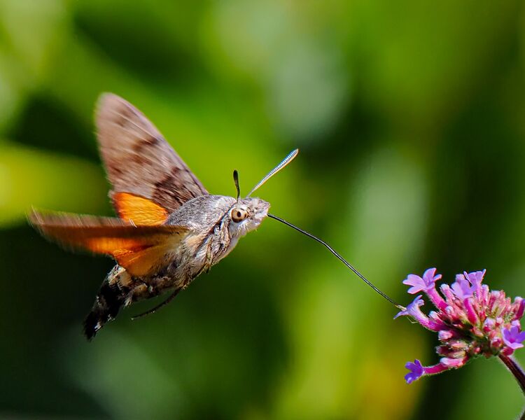 Humming bird hawkmoth