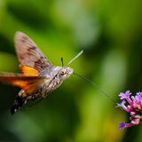 Humming bird hawkmoth