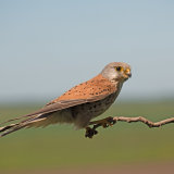 Kestrel, Hortobagy 2018.