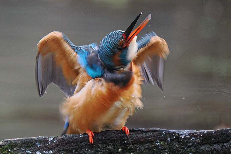 Kingfisher