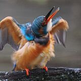 Kingfisher