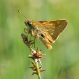 Large Skipper