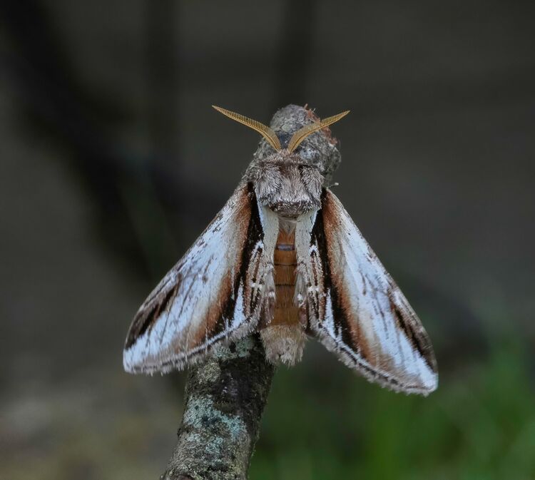 Lesser Swallow Prominent