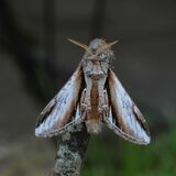 Lesser Swallow Prominent