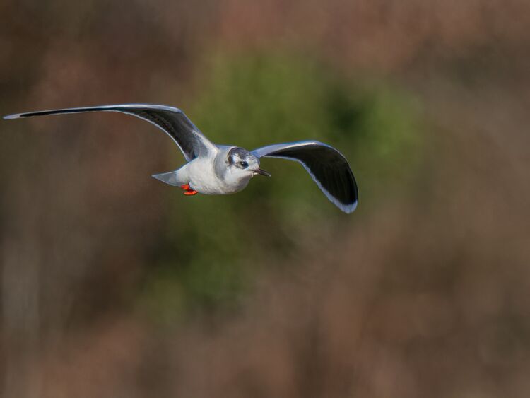 Little Gull