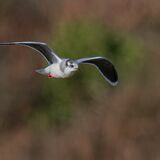 Little Gull
