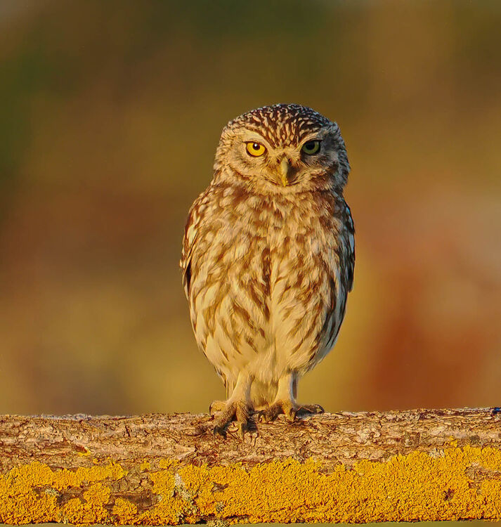 Little Owl