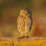Little Owl