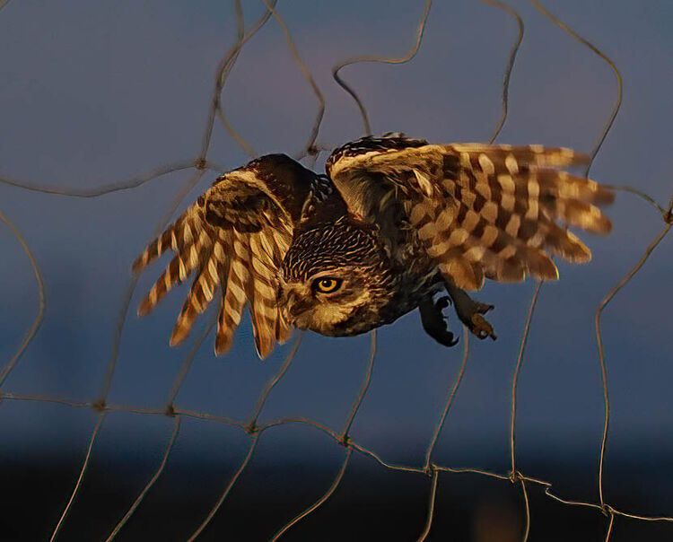 Little Owl