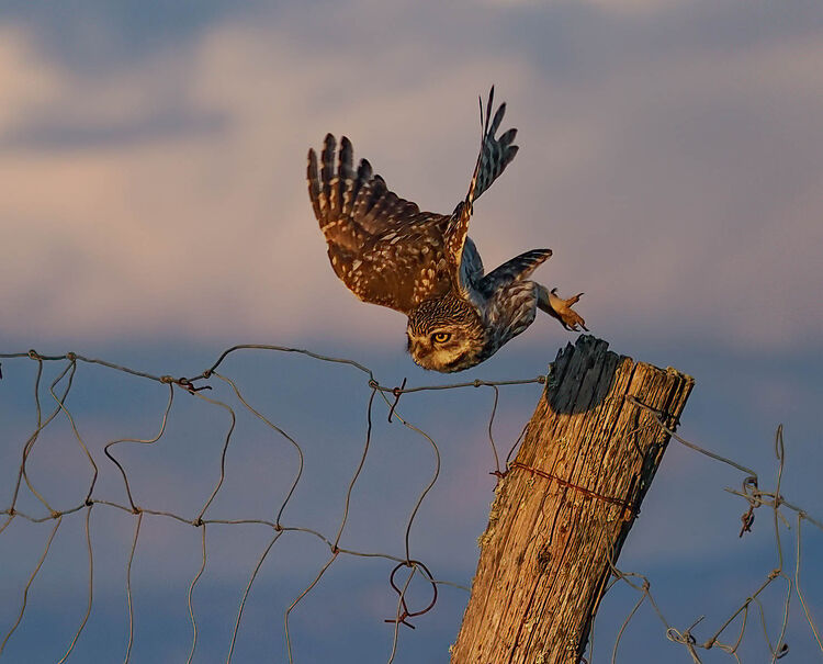 Little Owl