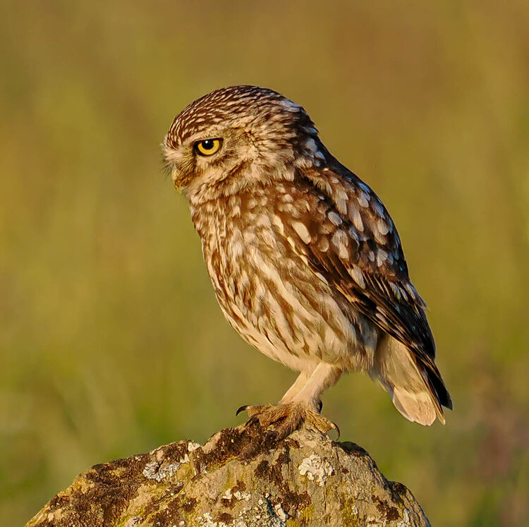 Little Owl
