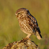 Little Owl