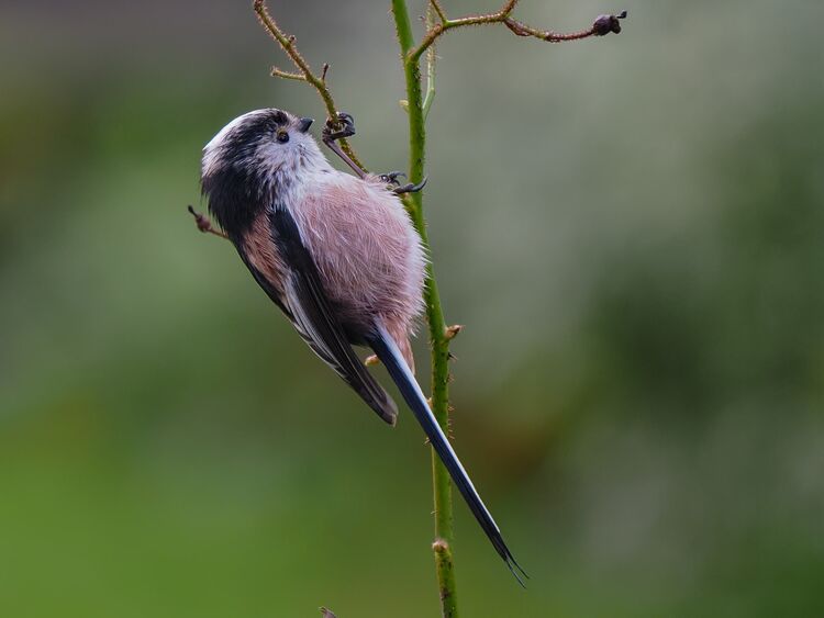 Long-tail Tit