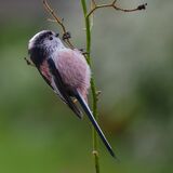 Long-tail Tit