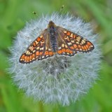 Marsh Fritillary