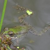 Marsh Frog