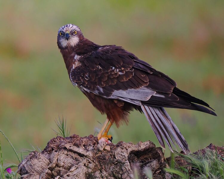 Marsh Harrier