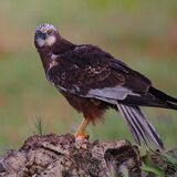Marsh Harrier