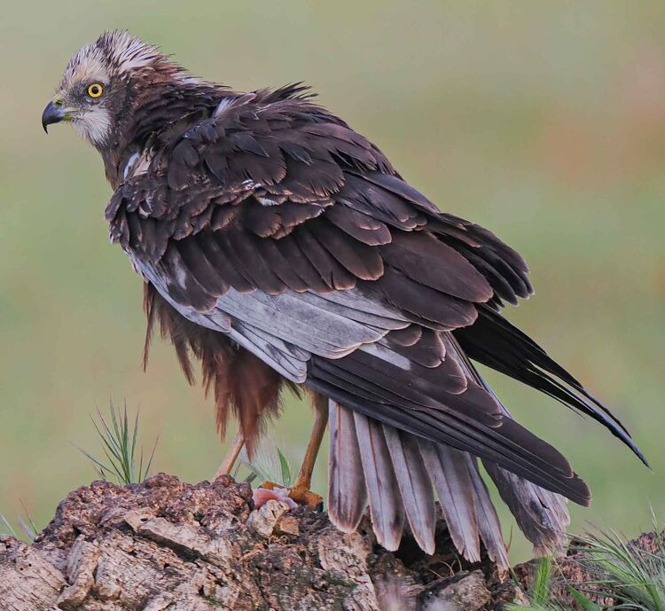 Marsh Harrier