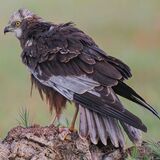 Marsh Harrier