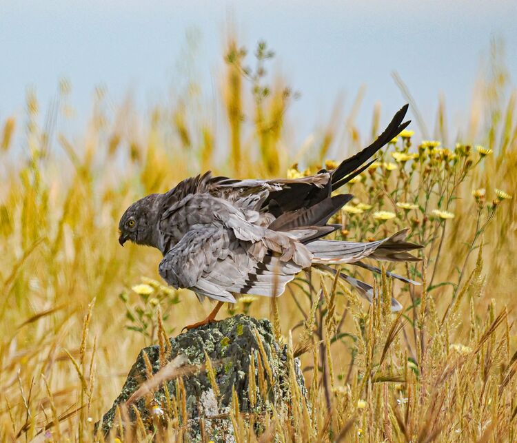 Montagu's Harrier