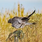 Montagu's Harrier