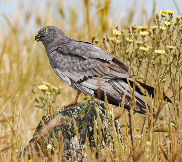 Montagu's Harrier