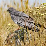 Montagu's Harrier