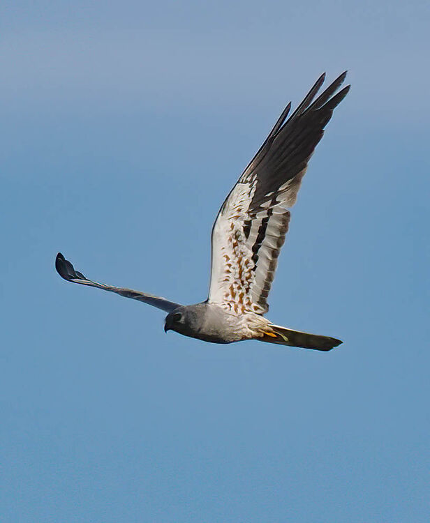 Montagu's Harrier