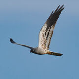 Montagu's Harrier