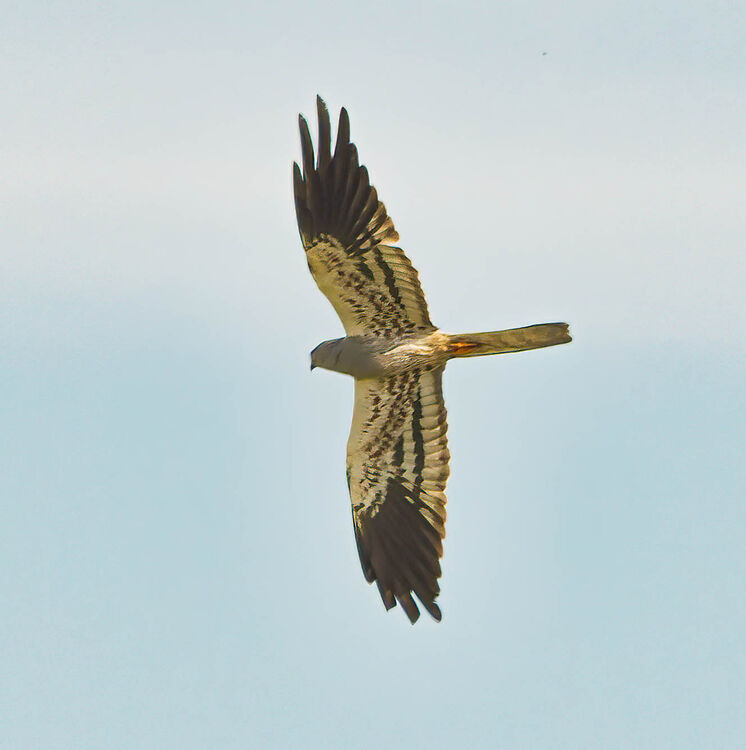 Montagu's Harrier