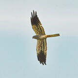 Montagu's Harrier