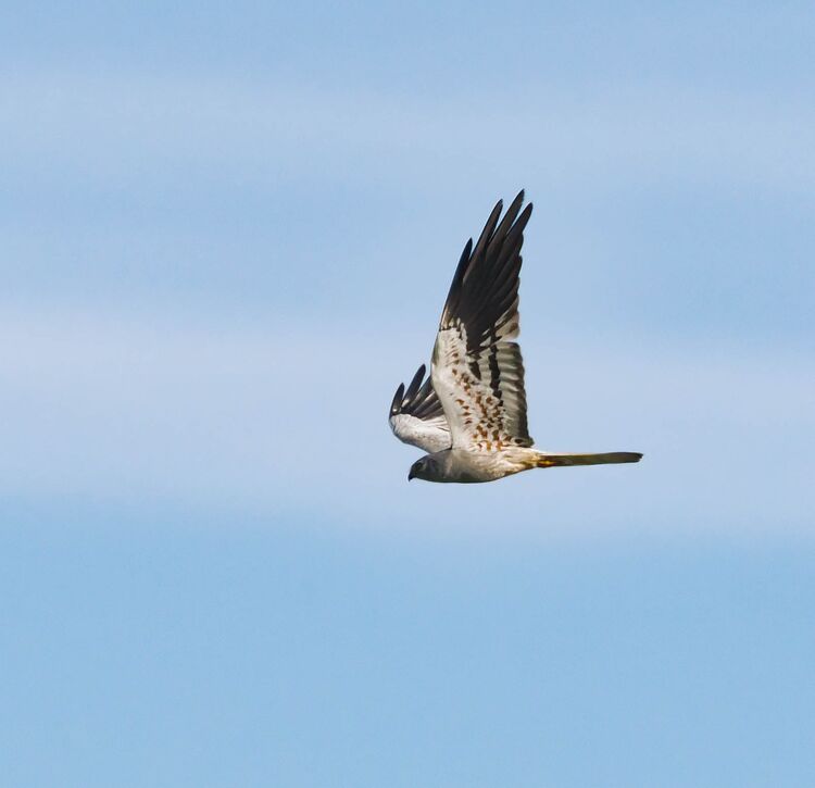 Montagu's Harrier