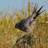 Montagu's Harrier