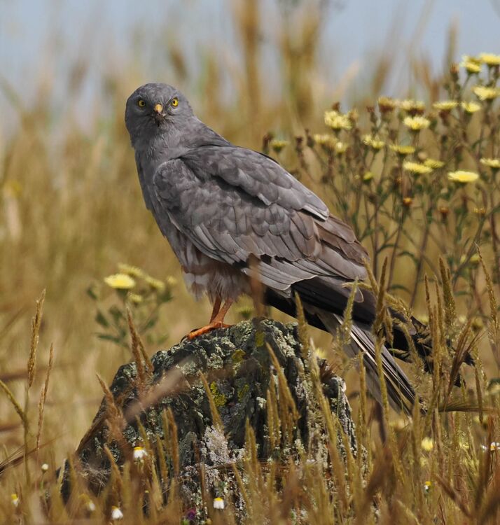 Montagu's Harrier