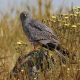Montagu's Harrier