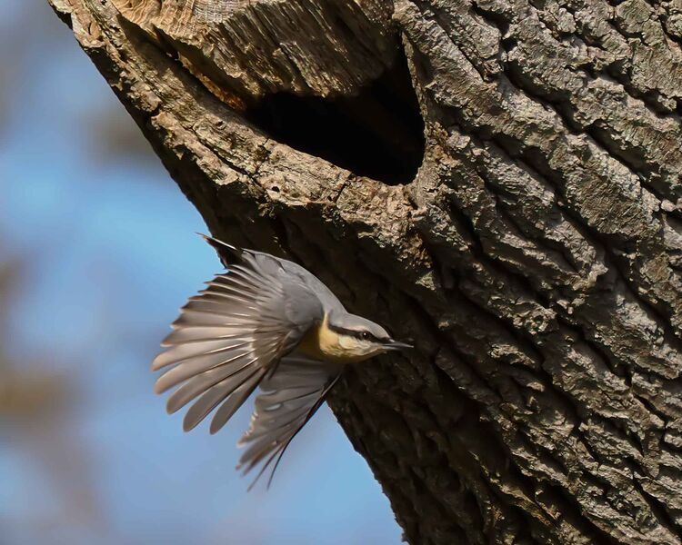 Nuthatch