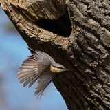 Nuthatch