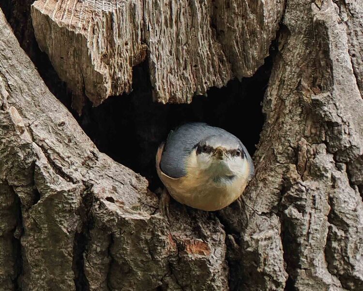 Nuthatch