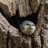 Nuthatch