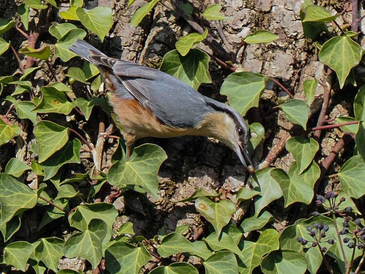 Nuthatch