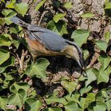 Nuthatch