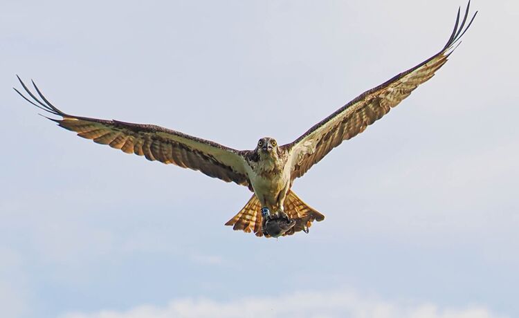 Osprey