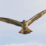 Osprey
